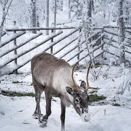 North Arctic 13a By Hilla Huoneisto *